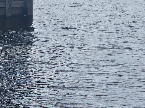 Crescent Fish Camp, RV Resort & Marina | Outdoor Adventure Retreats主图