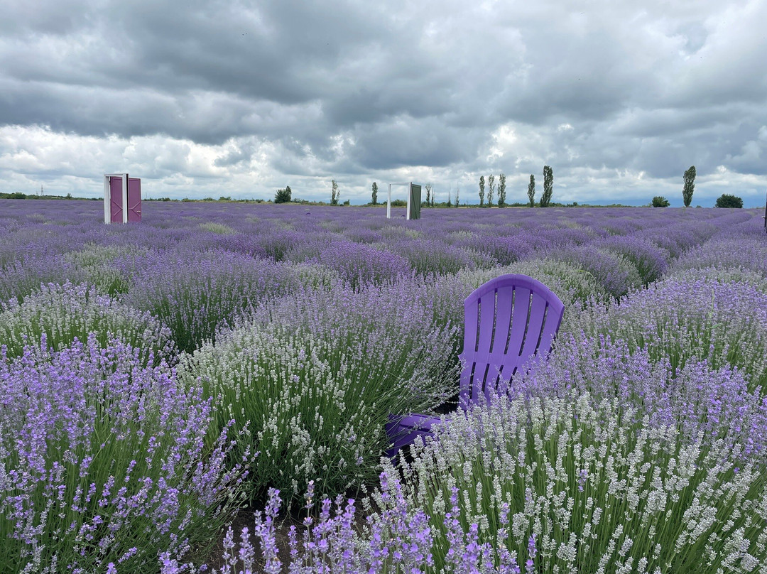 Essenso Lavender Field