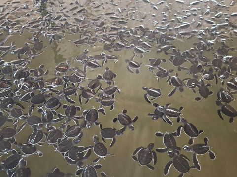 Indi tours-Waskaduwa必去景点