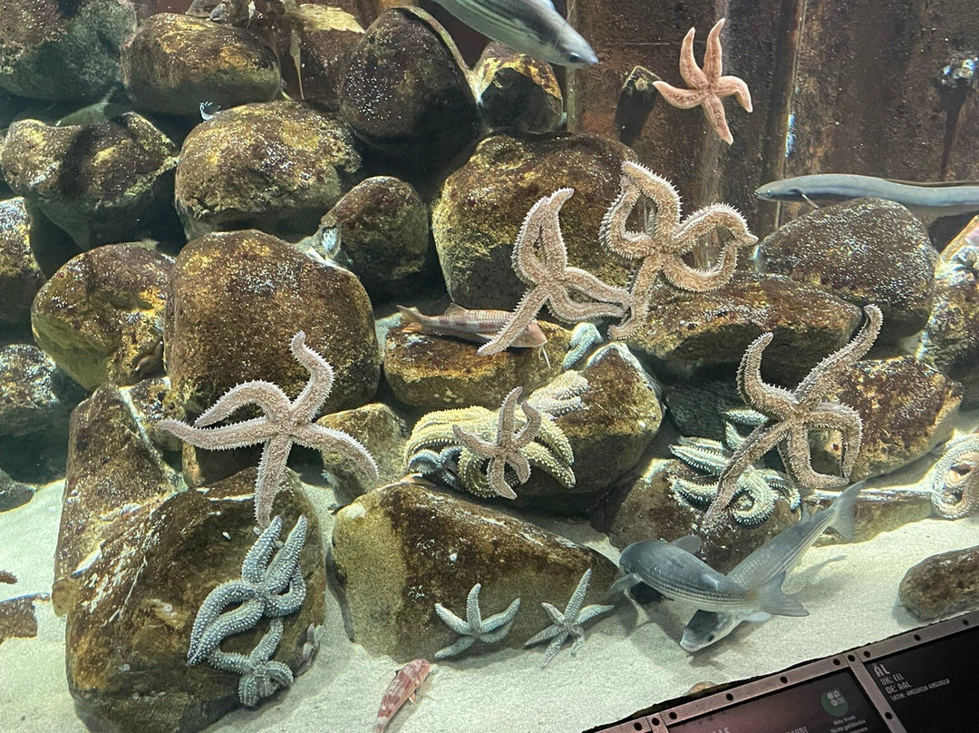 Nordsoen Oceanarium景点图片