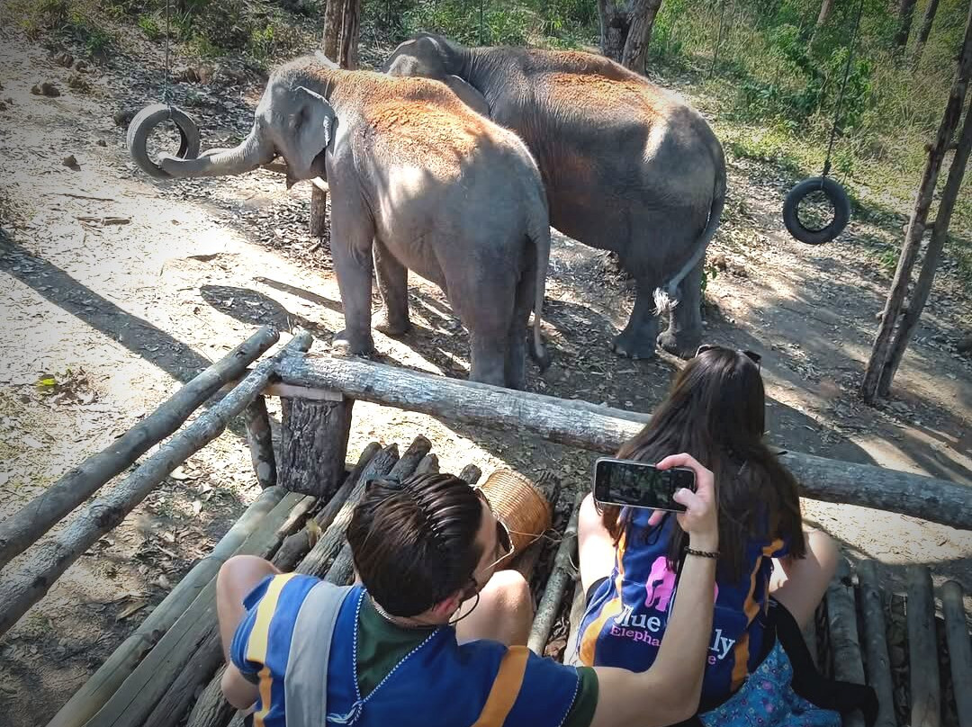 Blue Daily Elephant Care Sanctuary景点图片