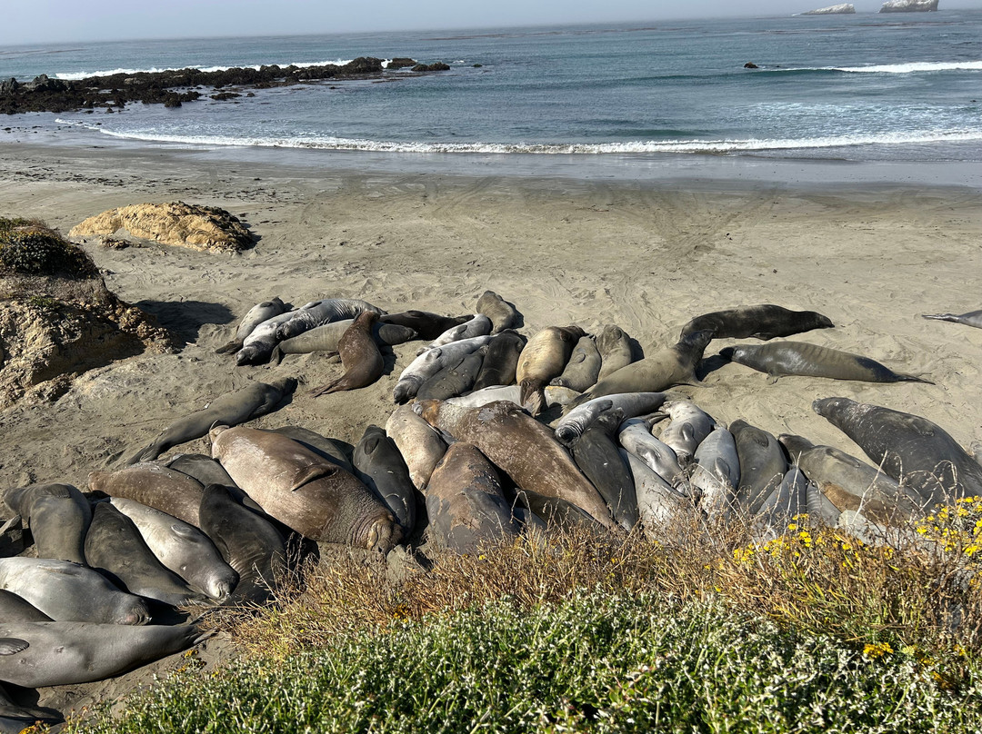 Elephant Seal Vista Point