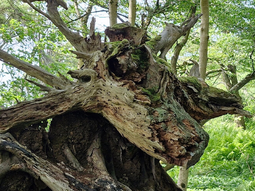 Calgary Art in Nature-Calgary必去景点