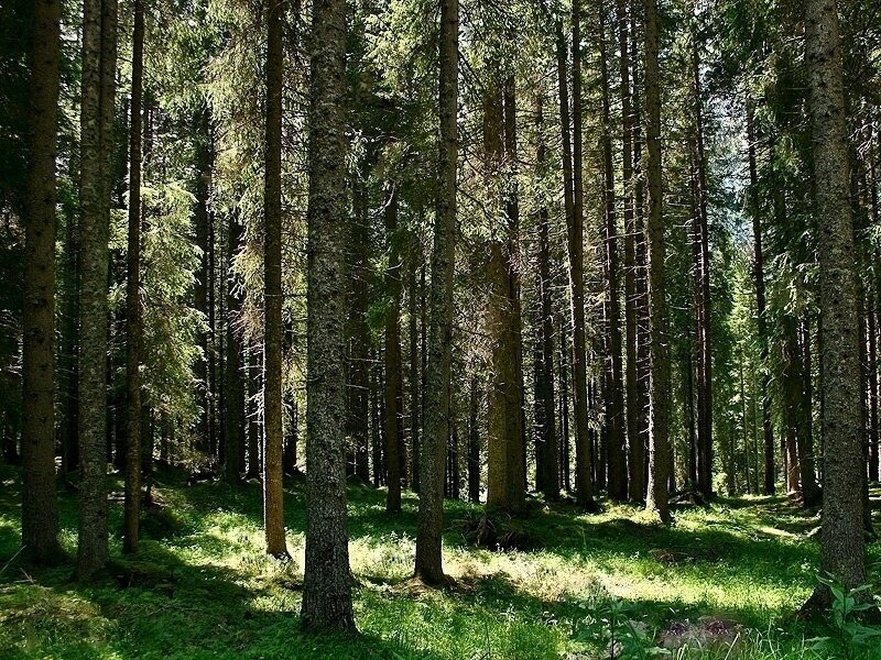 Parco Naturale Paneveggio Pale di San Martino-Tonadico必去景点