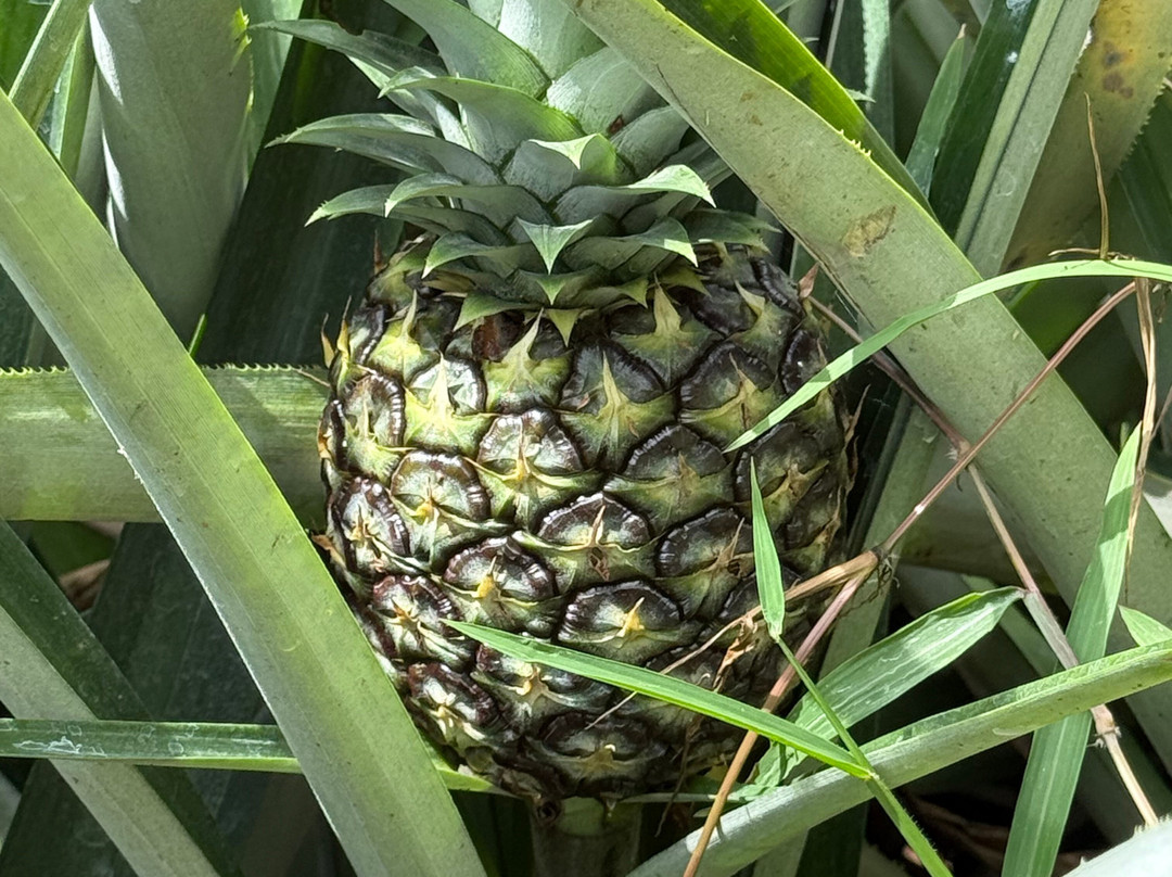 The Best Pineapple Tour Costa Rica-Rio Cuarto必去景点