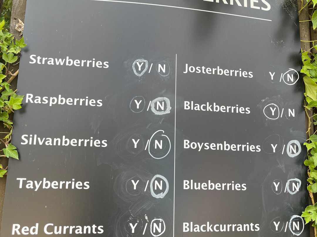 The Westerway Raspberry Farm-Westerway必去景点