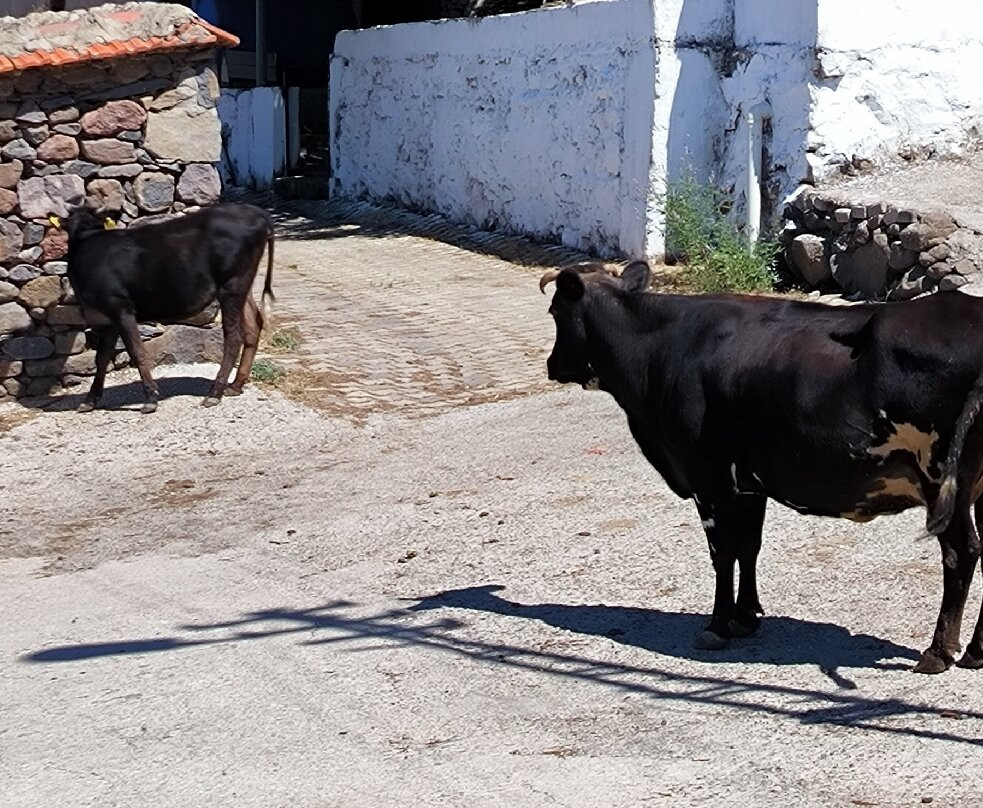 Su Ucuran Selalesi-阿利亚加必去景点