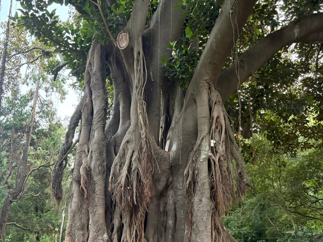 Jardim Da Estrela Park-里斯本必去景点