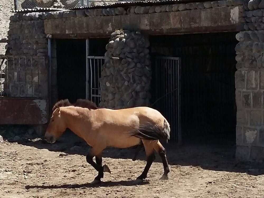 Yerevan Zoo-埃里温必去景点