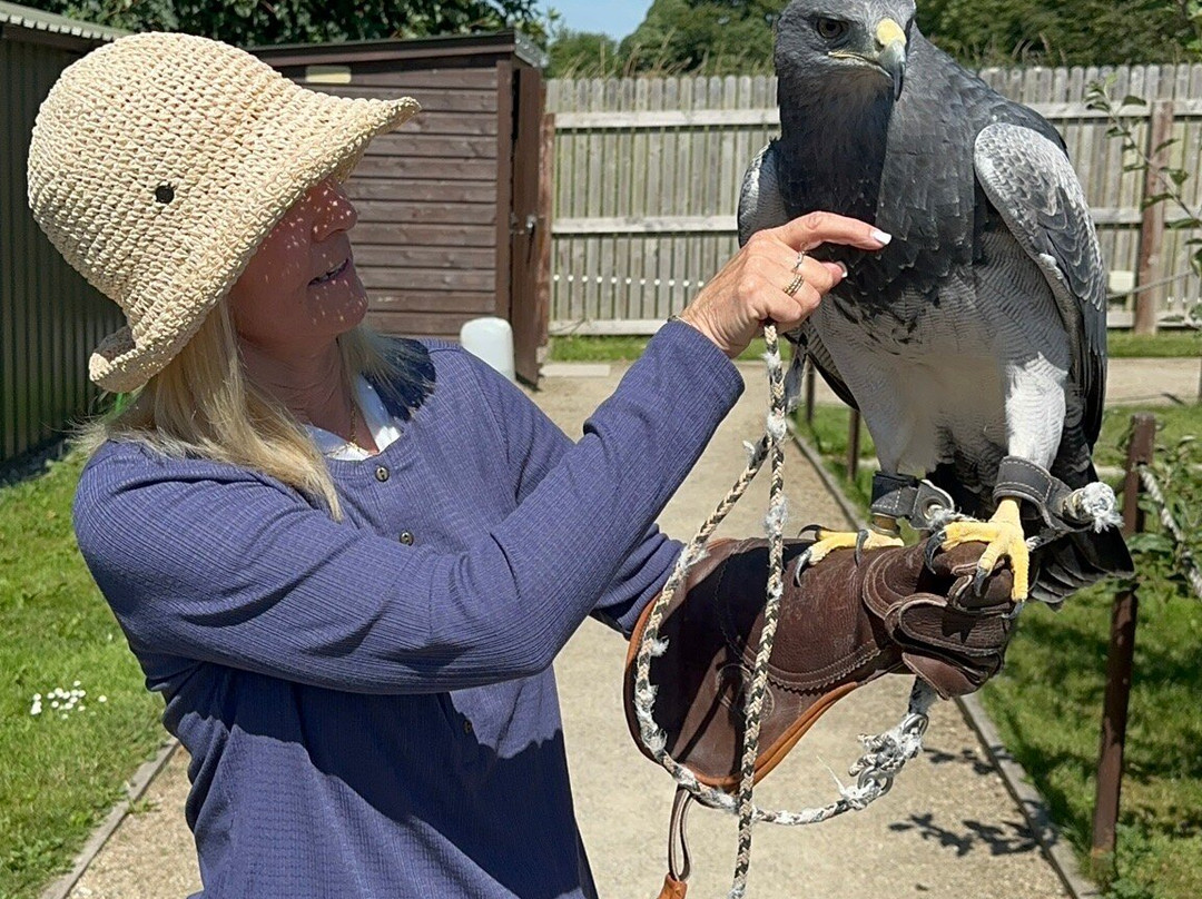 Hawkeye School of Falconry-基尔肯尼必去景点