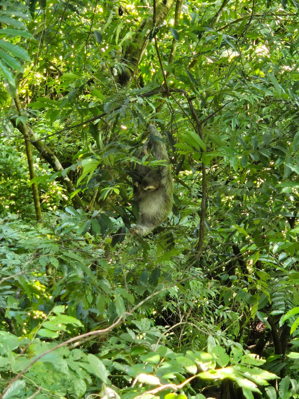 Lapa Rios Lodge-官方