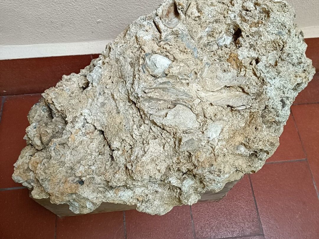 Museo Paleontologico E Archeologico Virginio Caccia-San Colombano al Lambro必去景点