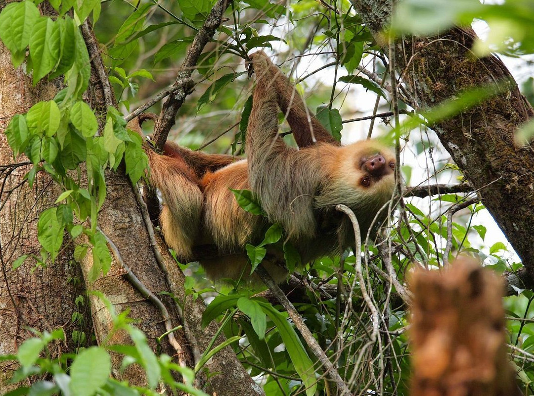 Tree Houses Hotel Costa Rica主图