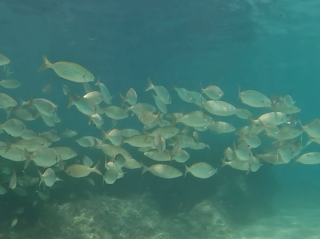 Ohana Diving-Miami Platja必去景点