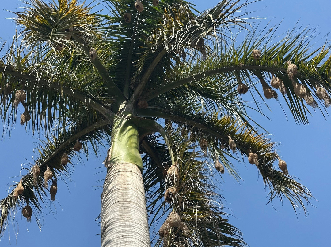 Nepalganj-Kosi Zone必去景点