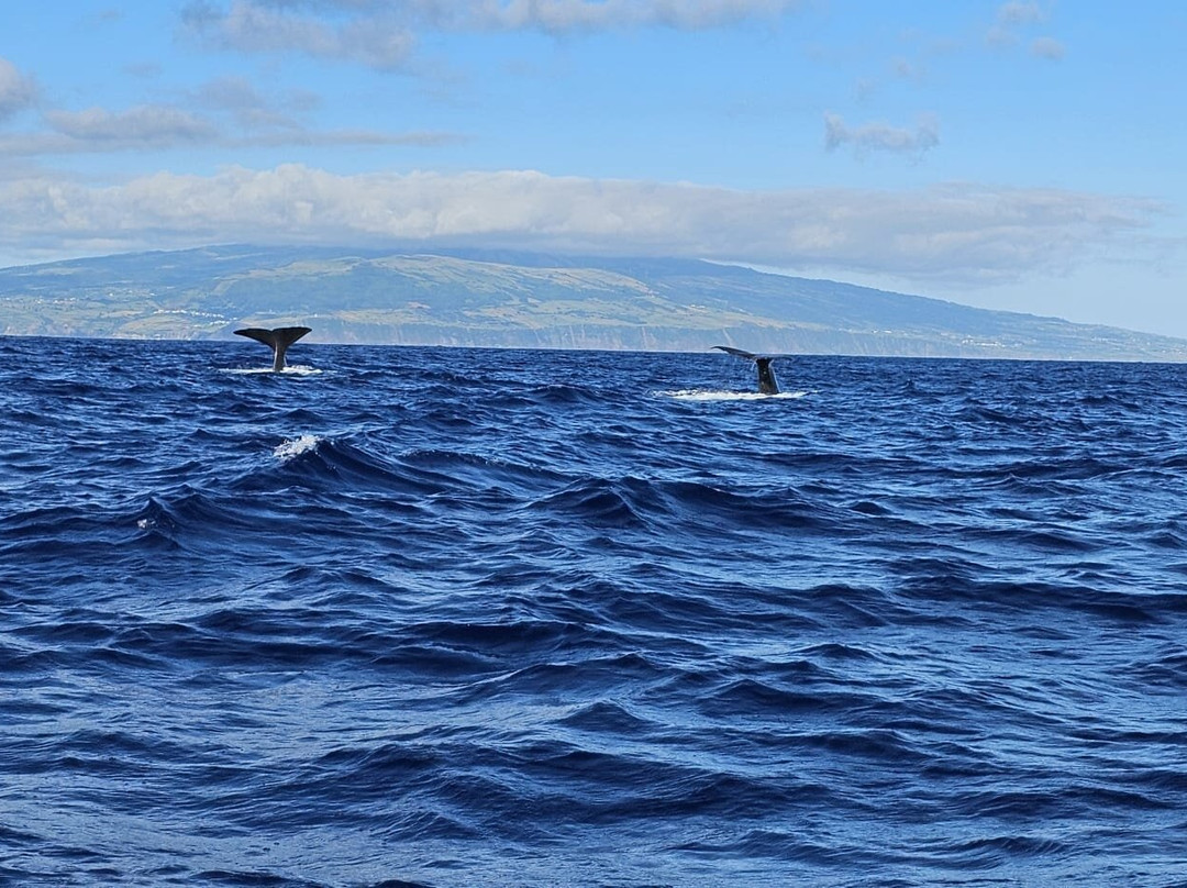 CW Azores-Madalena必去景点