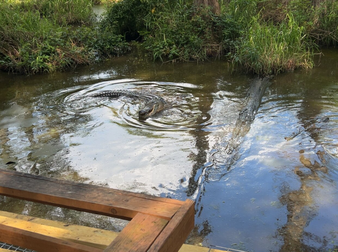Alligator Alley-Summerdale必去景点