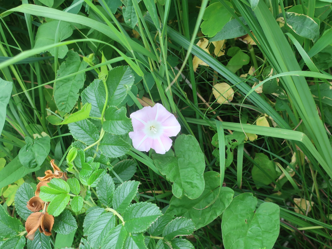 Veneer Nature Flower Garden-滨顿别町必去景点