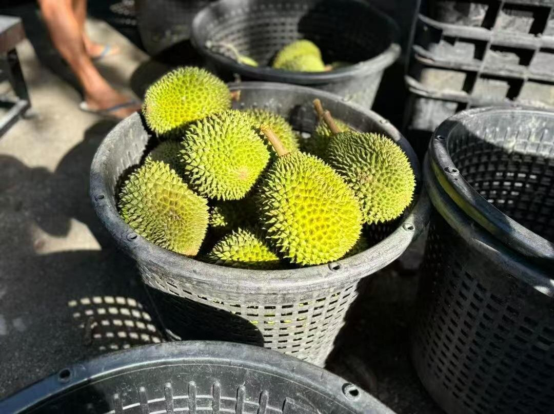 Glo Durian Farm & Camp-加叻必去景点