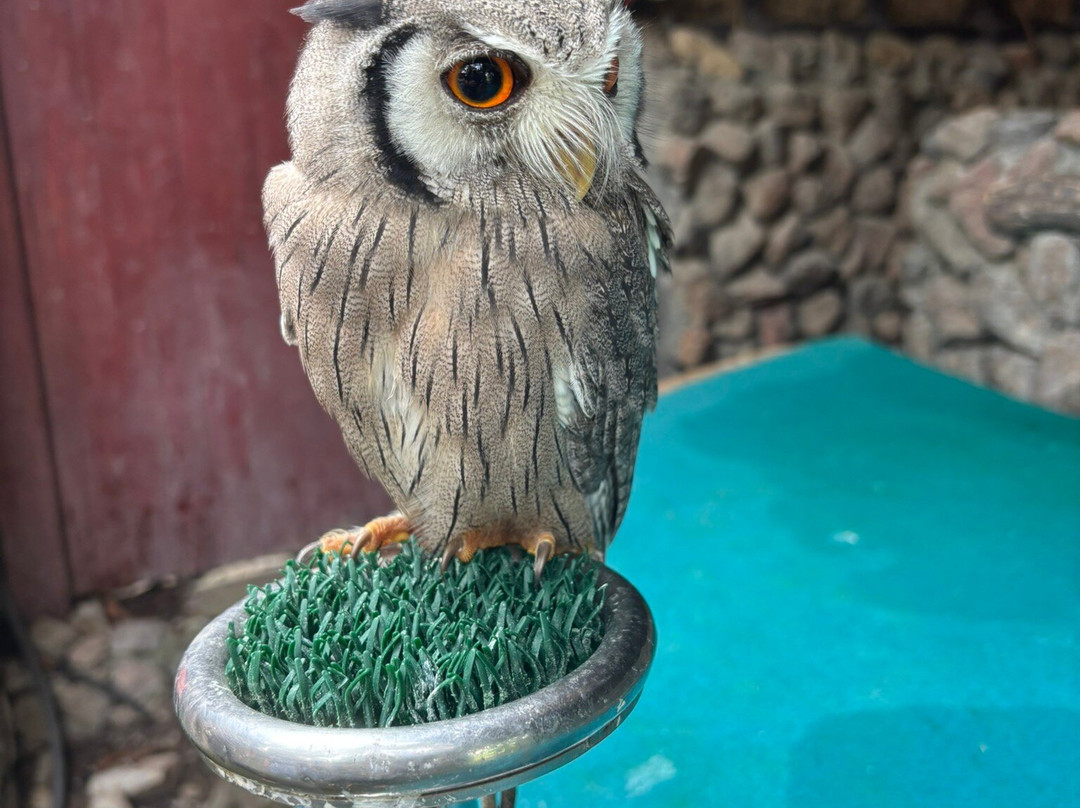 羊驼农场-愿拼县必去景点