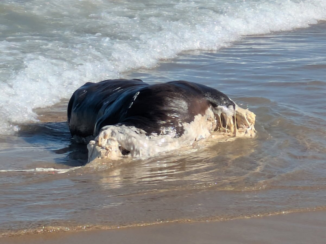 玛塔沙滩-托雷维耶哈必去景点