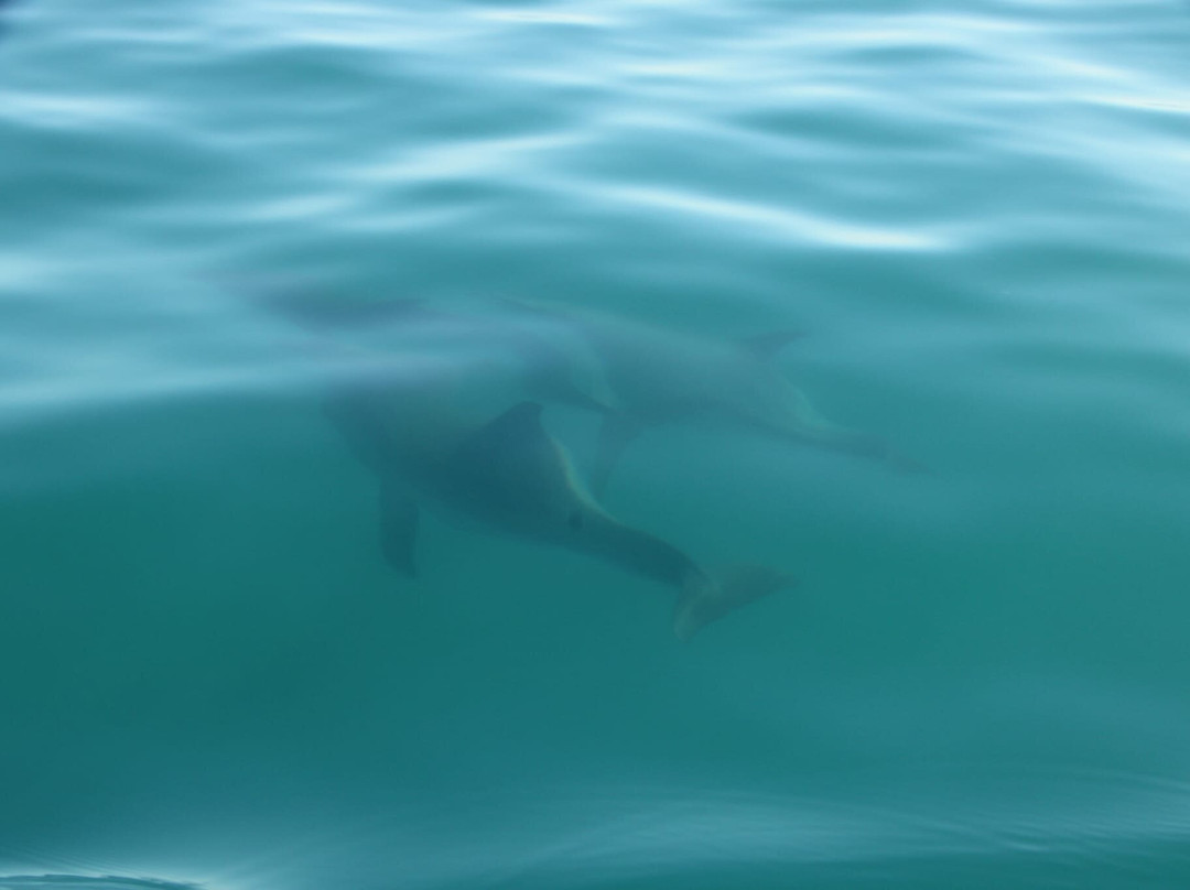 Sunset Dhow Safari-Vilanculos必去景点