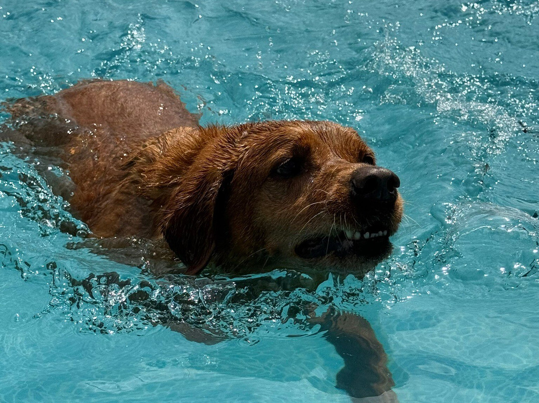 Swim Dog-纽奎必去景点