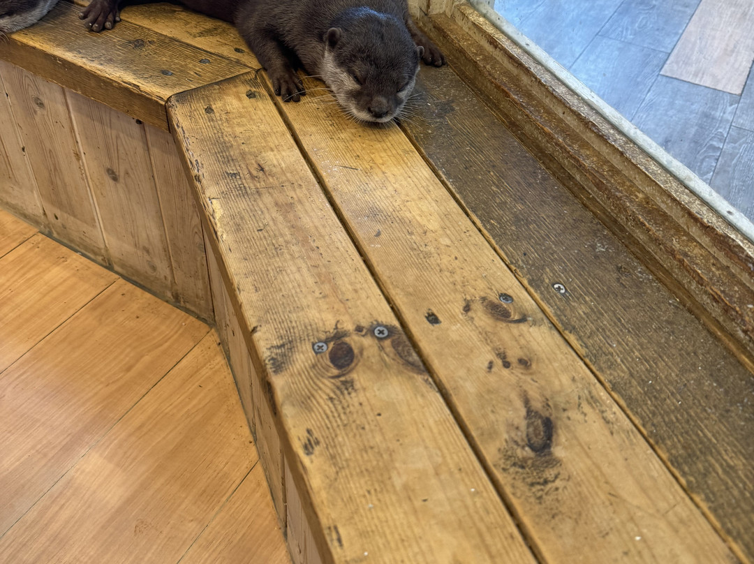 Hedgehog Cafe HARRY, Harajuku-涩谷区必去景点