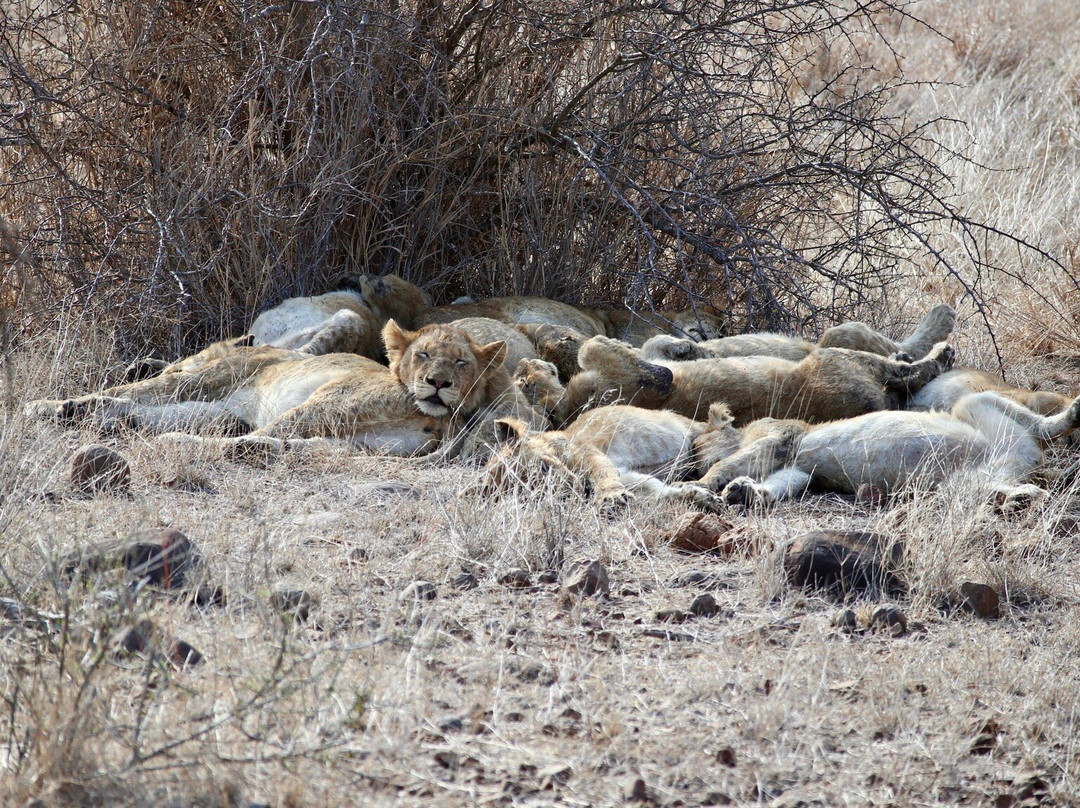 Nandzana Safaris-伐拉博瓦必去景点