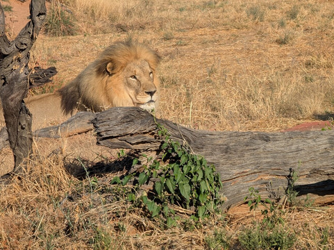 Bushtrails Tours and Safaris-温德和克必去景点