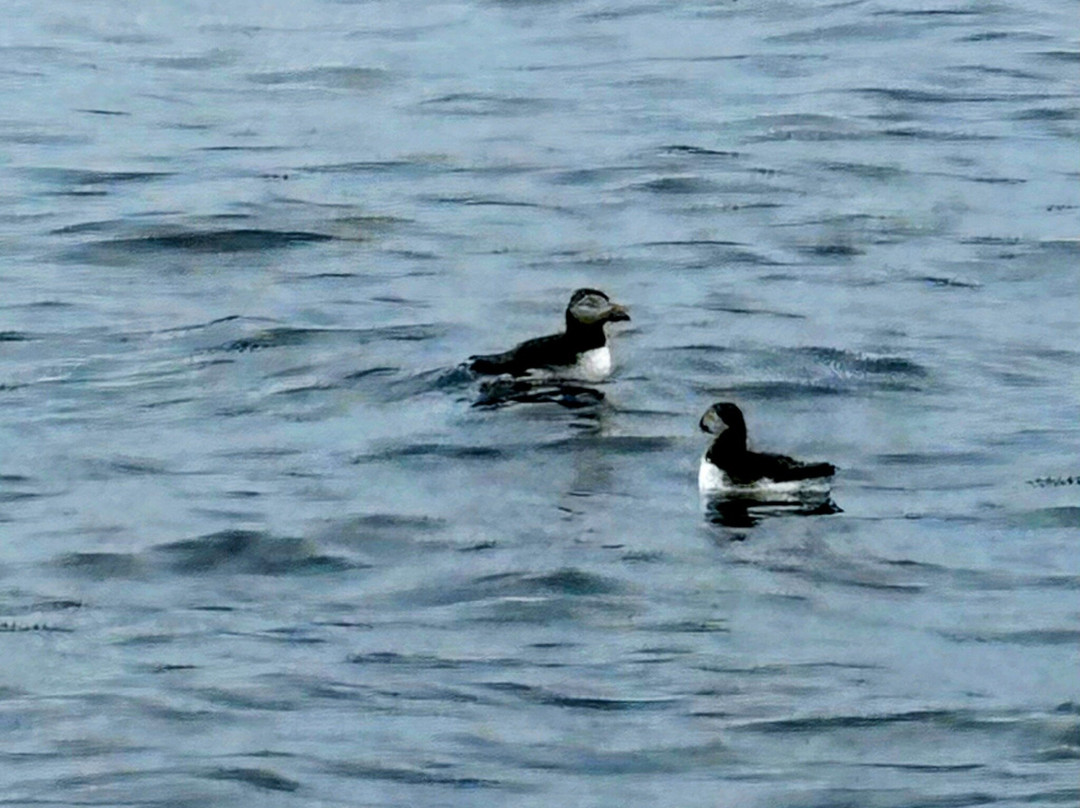 SkyeXplorer Boat Trips-Uig必去景点