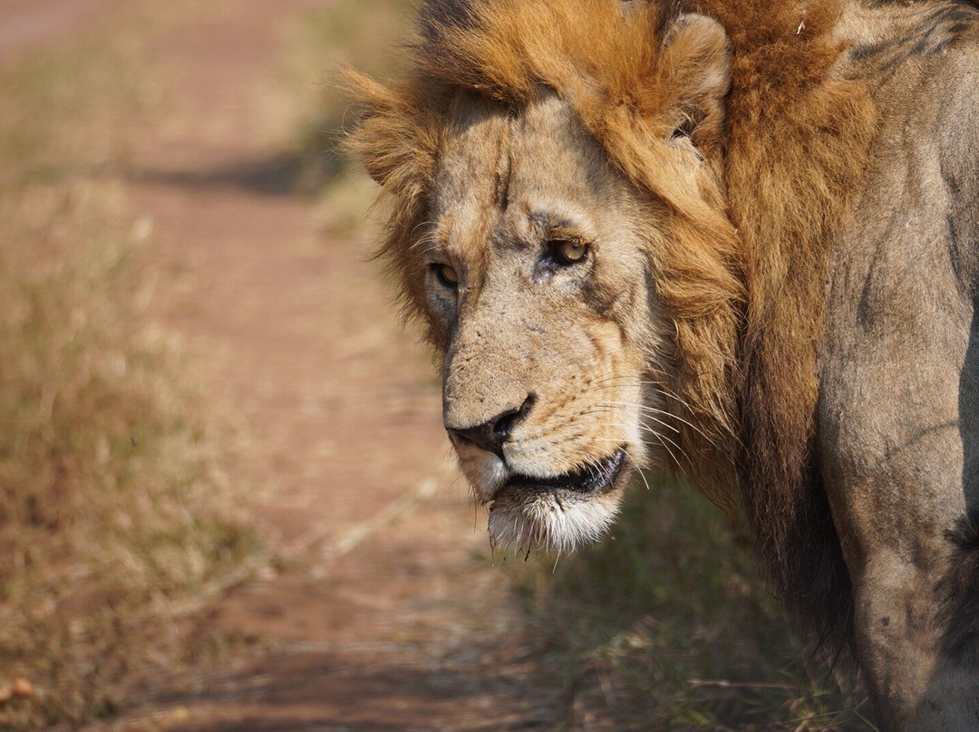 Serenity adventure safaris-吉佳利必去景点