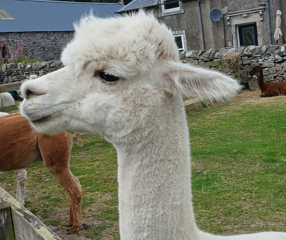 Beirhope Alpacas-Hownam必去景点