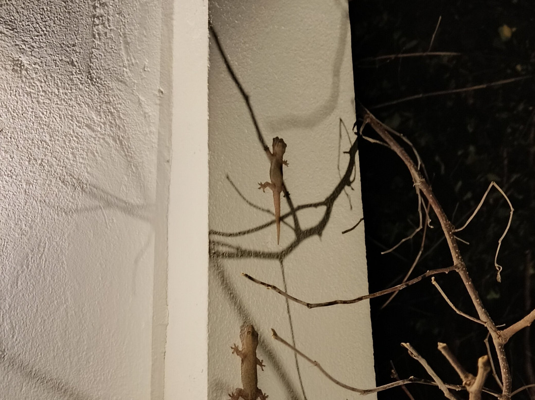 Joy Island Maldives by Cocoon Collection主图