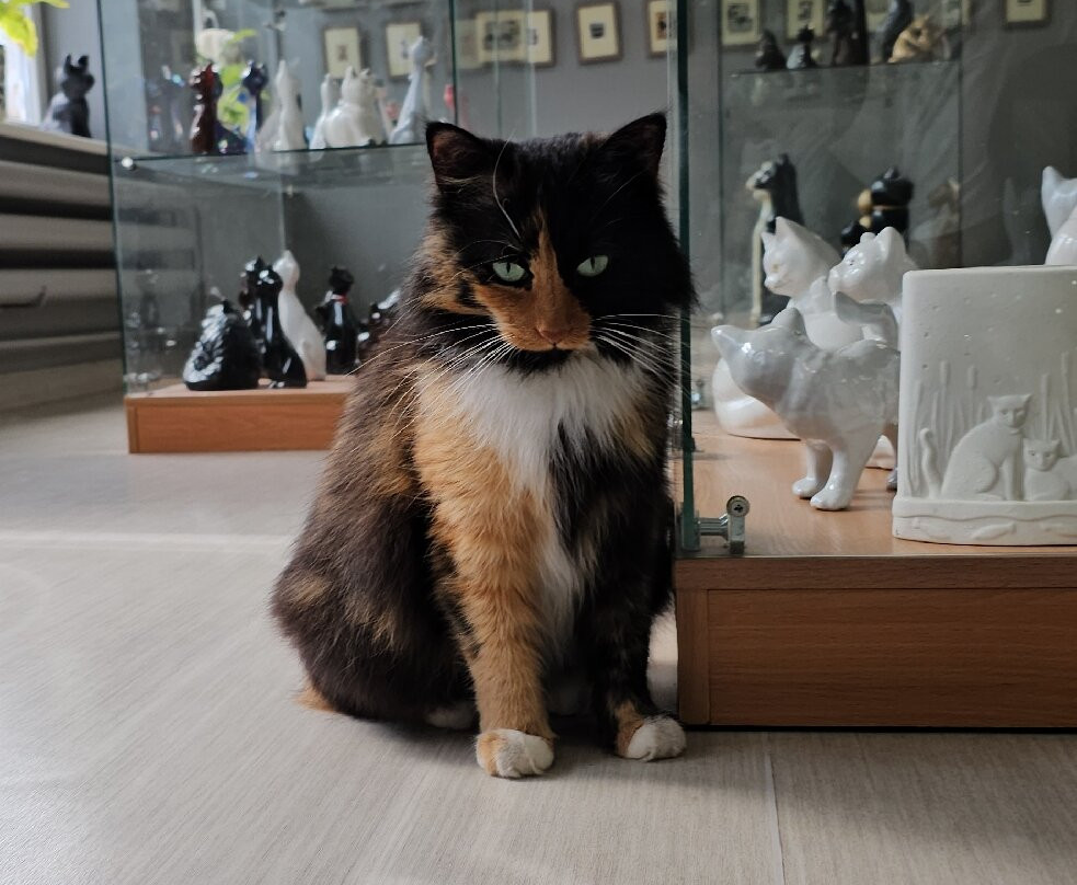 The Cat Museum-希奥利艾必去景点