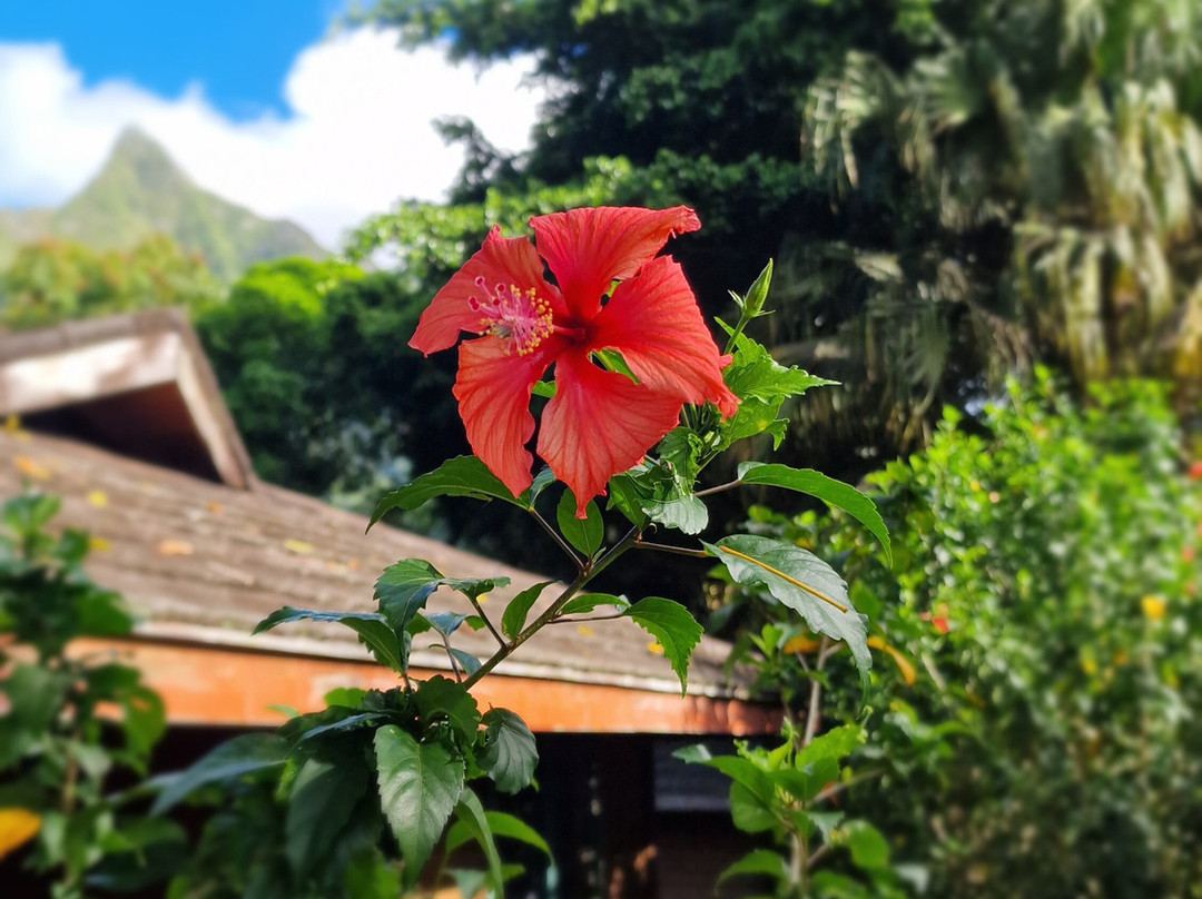 Village Temanoha主图