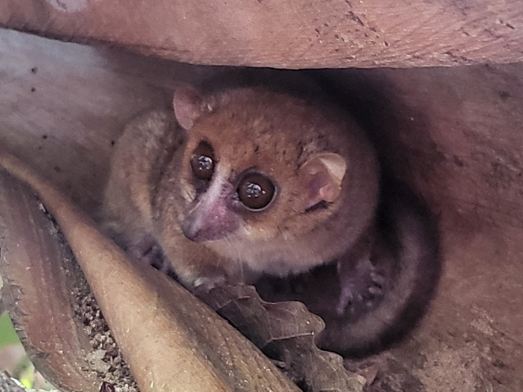 Moramora Escursioni-诺西贝必去景点