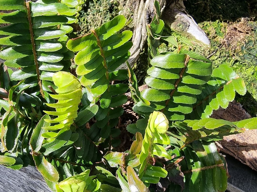 National Bonsai & Penjing Collection-Molonglo Valley必去景点