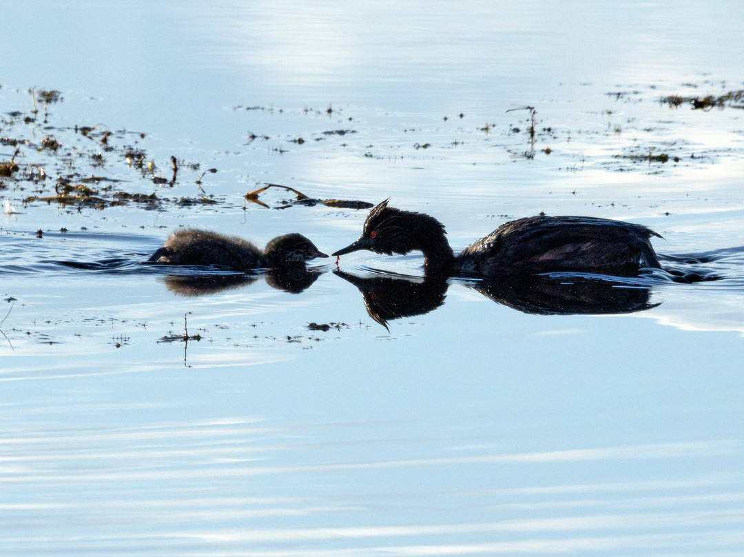 Benton Lake National Wildlife Refuge-大瀑布市必去景点