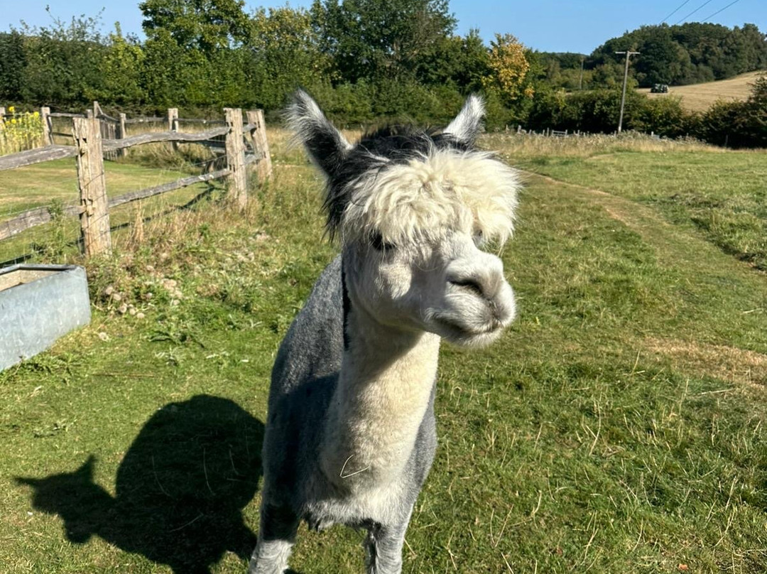 Fisherwood farm-Robertsbridge必去景点