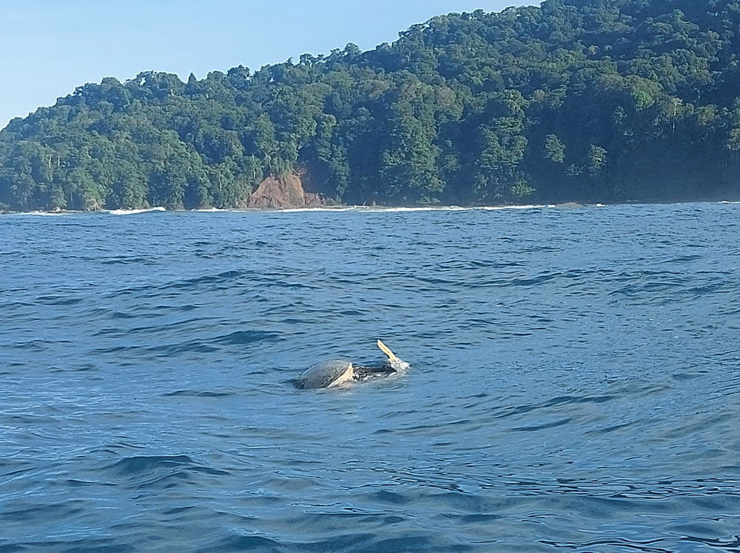 Corcovado Guia CR-希门尼斯港必去景点