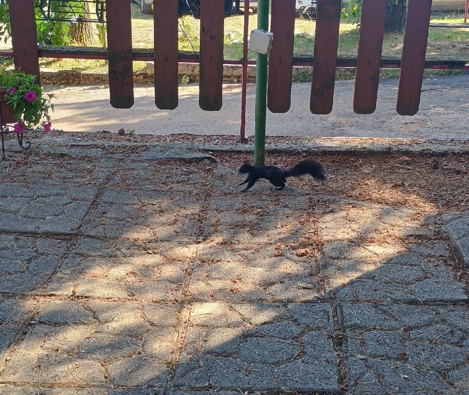 Hotel dei Pini主图