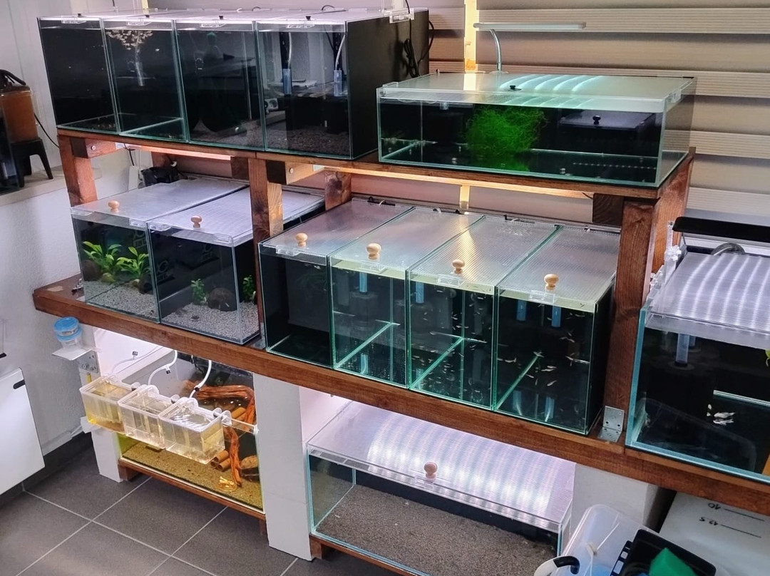 IM Aqua - Aquarium Gallery Tour-苏佩塔尔必去景点