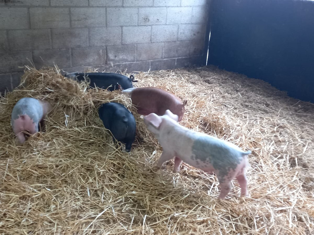 Playdale Farm Park-斯卡伯勒必去景点