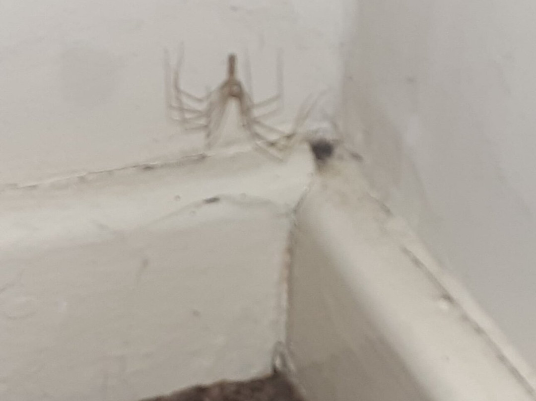 The Royal Bridlington主图