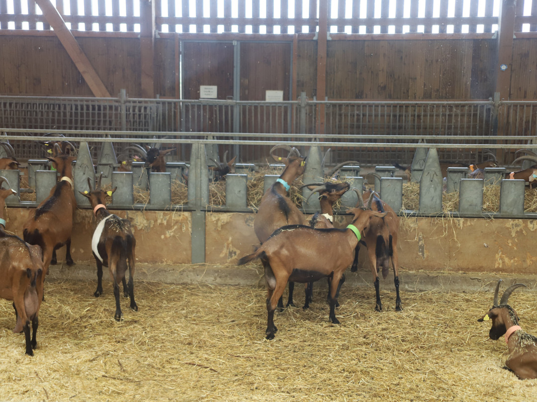 La Bete Noire Sancerroise-Thauvenay必去景点