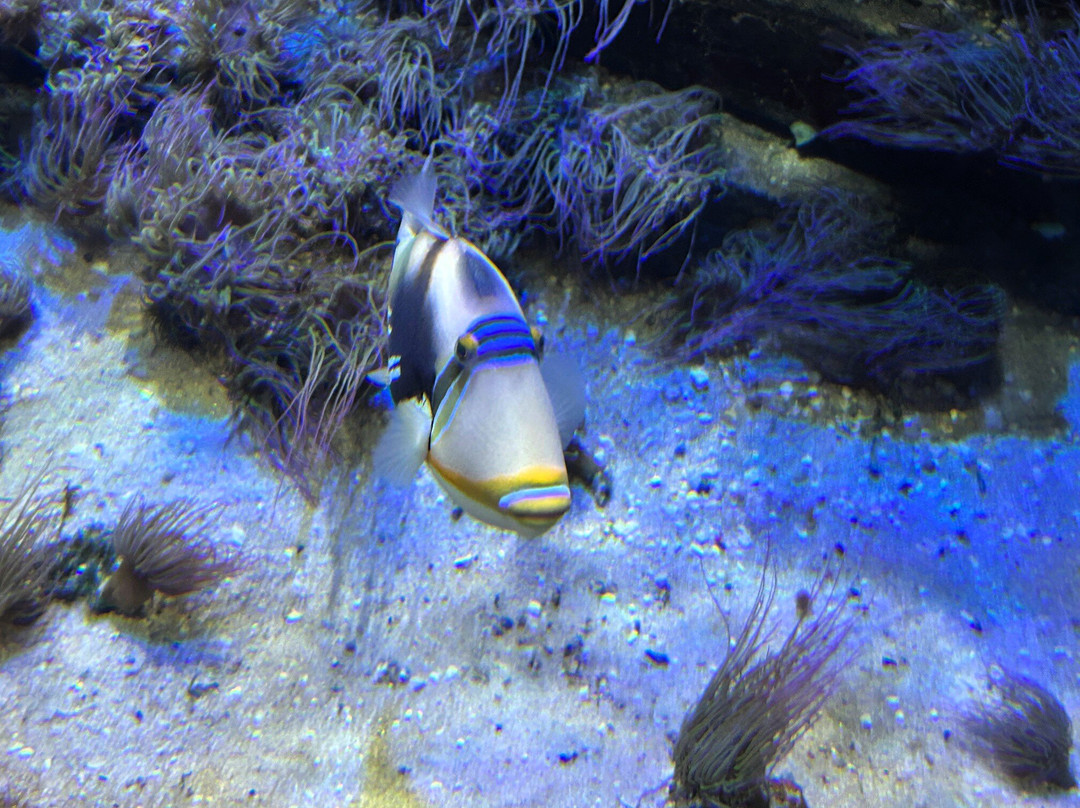 Aquarium GEOMAR-基尔必去景点