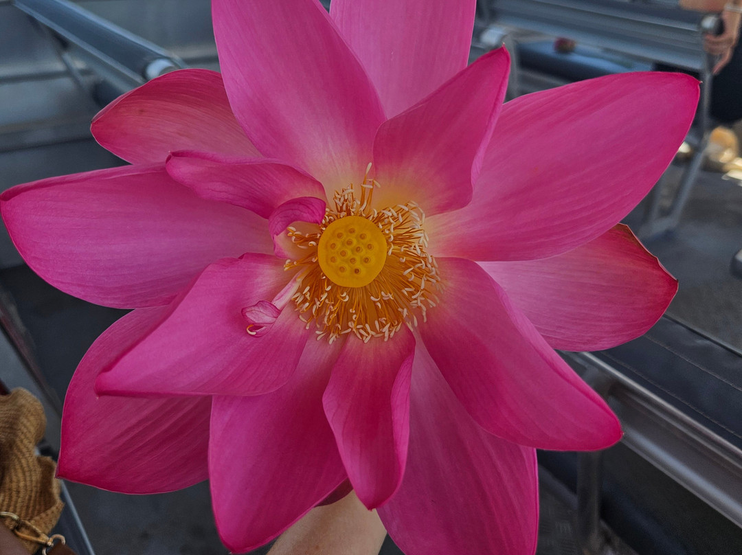 Wildlands Wetlands Safari Cruises-达尔文市必去景点