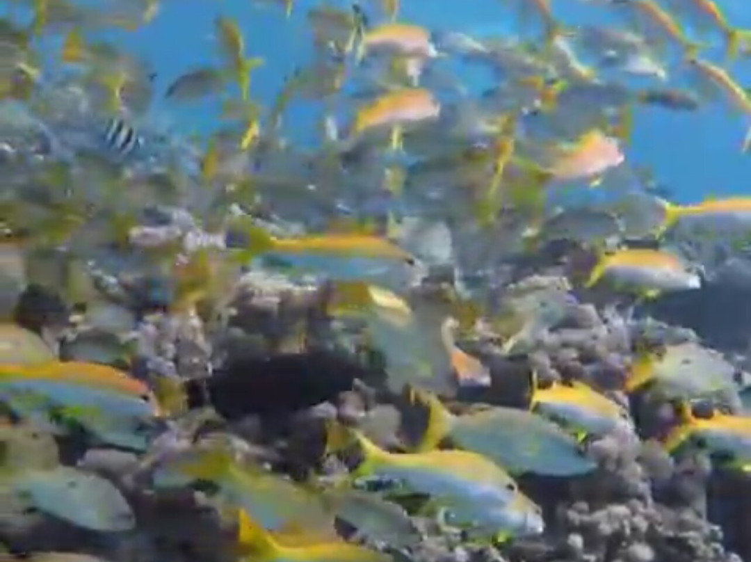 Blue Planet Diving Center-沙姆沙伊赫必去景点