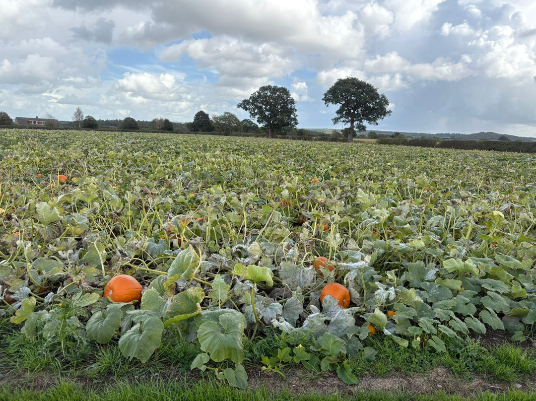 Pillaton Hall Farm-Penkridge必去景点